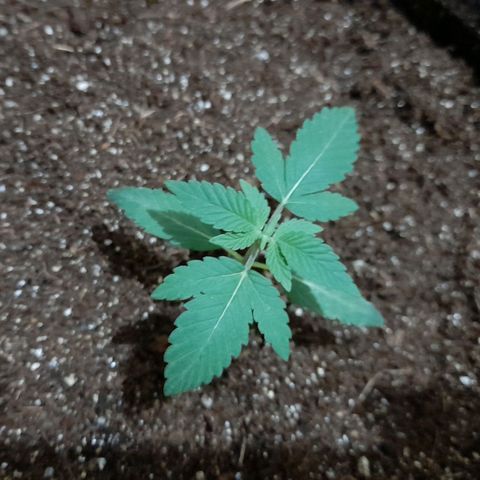 lockdown kush growlog timeline photo