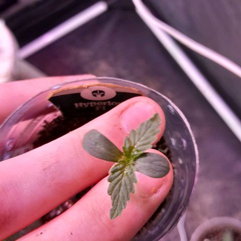 Hyperion F1 Hybrids growlog timeline photo