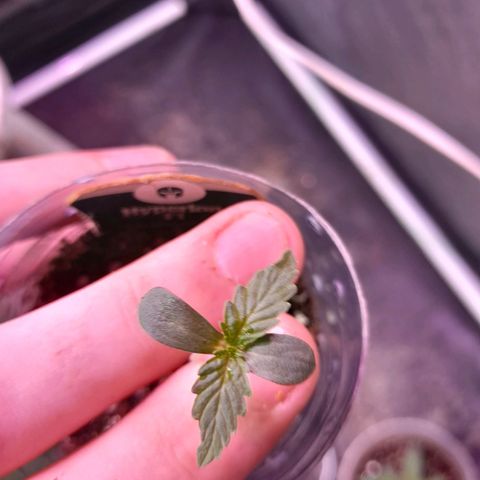 Hyperion F1 Hybrids growlog timeline photo