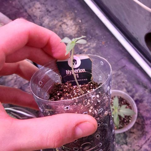 Hyperion F1 Hybrids growlog timeline photo