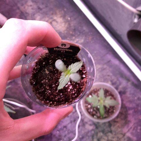 Hyperion F1 Hybrids growlog timeline photo