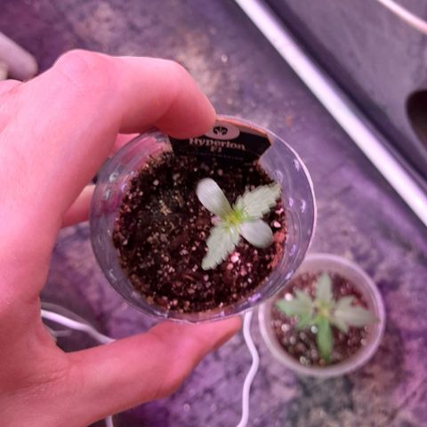 Hyperion F1 Hybrids growlog timeline photo