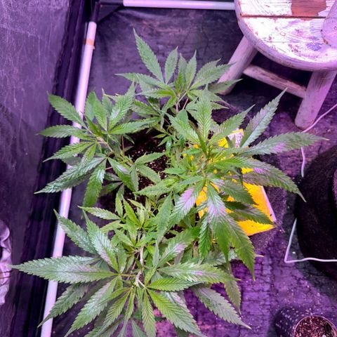 Northern Lights growlog timeline photo