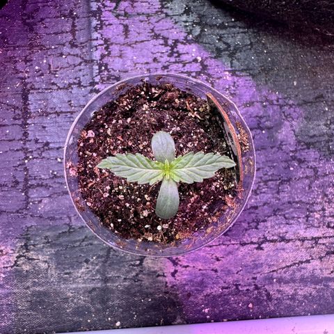Hyperion F1 Hybrids growlog timeline photo