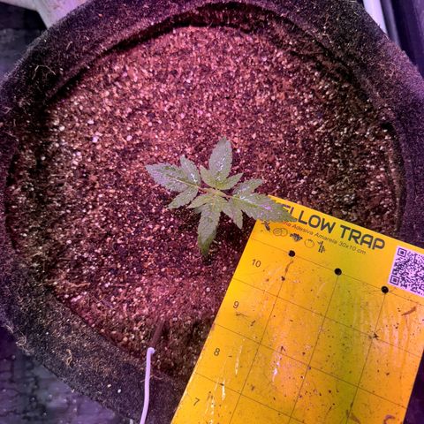 lockdown kush growlog timeline photo