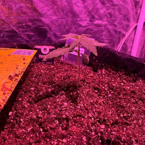 Hyperion F1 Hybrids growlog timeline photo
