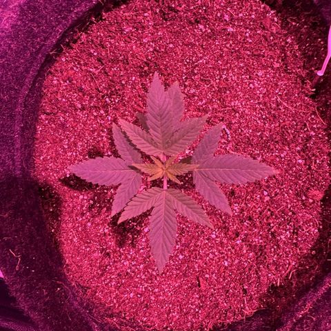 lockdown kush growlog timeline photo