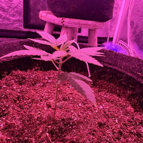 lockdown kush growlog timeline photo
