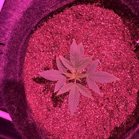 lockdown kush growlog timeline photo