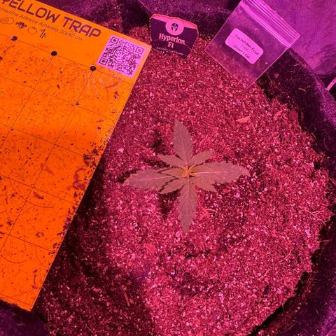 Hyperion F1 Hybrids growlog timeline photo