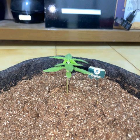 Hyperion F1 Hybrids growlog timeline photo