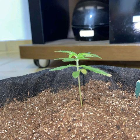 Hyperion F1 Hybrids growlog timeline photo