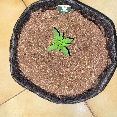 Hyperion F1 Hybrids growlog timeline photo