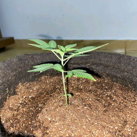 lockdown kush growlog timeline photo