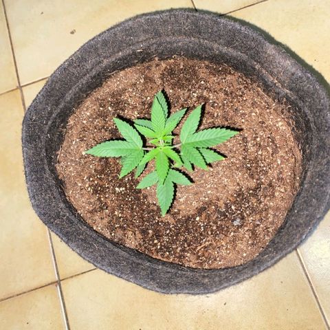 lockdown kush growlog timeline photo