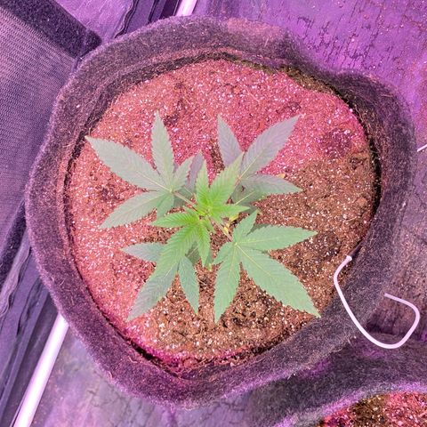 lockdown kush growlog timeline photo