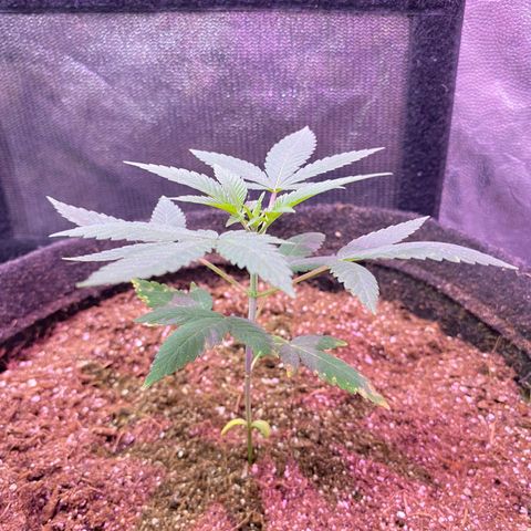 lockdown kush growlog timeline photo