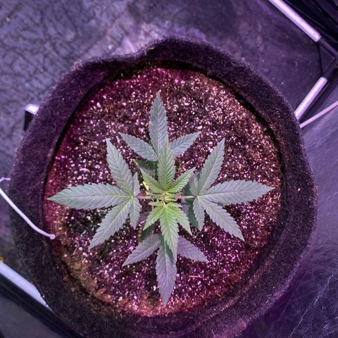lockdown kush growlog timeline photo