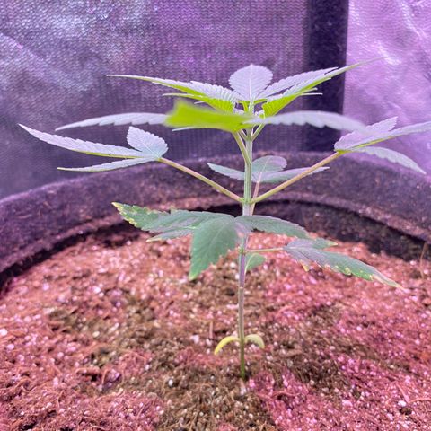 lockdown kush growlog timeline photo