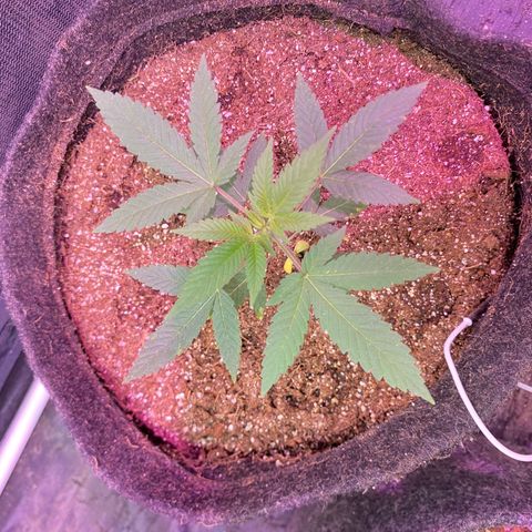 lockdown kush growlog timeline photo