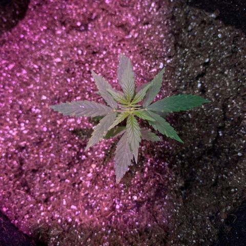 Hyperion F1 Hybrids growlog timeline photo