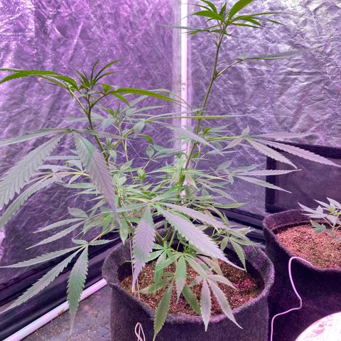 Northern Lights growlog photo: fim do stretch eu acho?