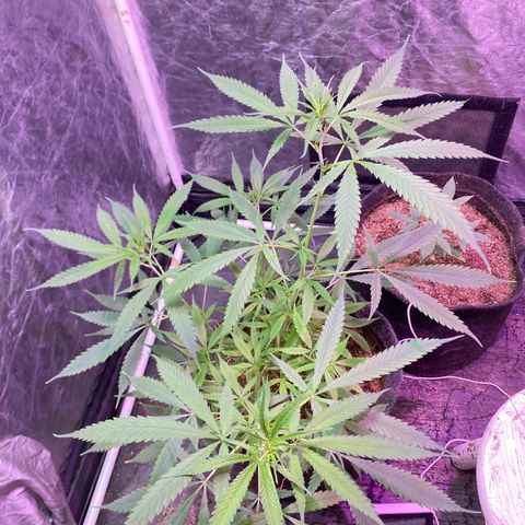 Northern Lights growlog photo: fim do stretch eu acho?