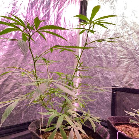 Northern Lights growlog photo: fim do stretch eu acho?