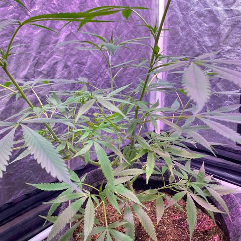 Northern Lights growlog photo: fim do stretch eu acho?