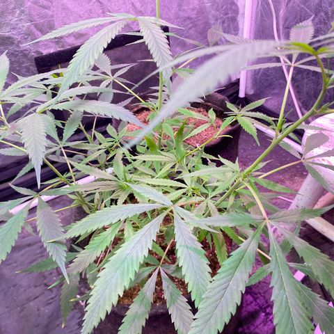 Northern Lights growlog photo: fim do stretch eu acho?