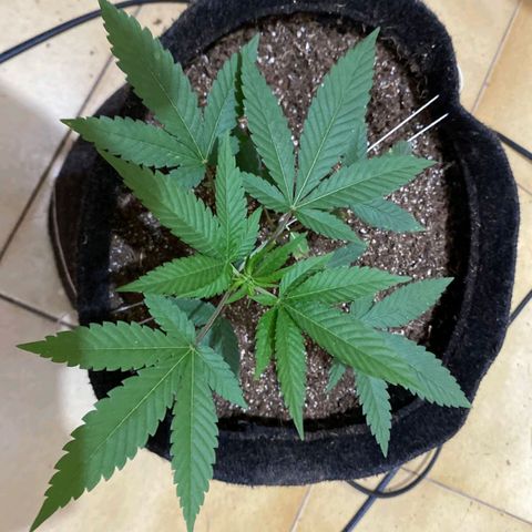 lockdown kush growlog timeline photo