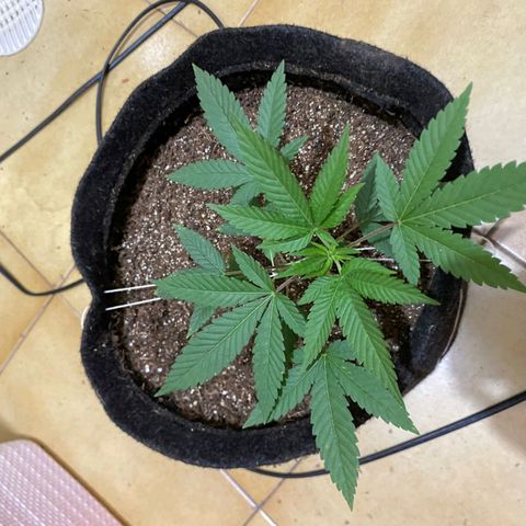 lockdown kush growlog timeline photo