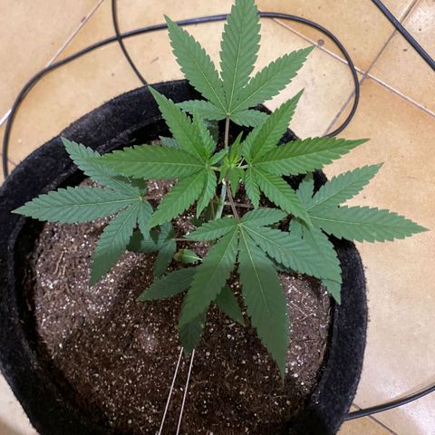 lockdown kush growlog timeline photo