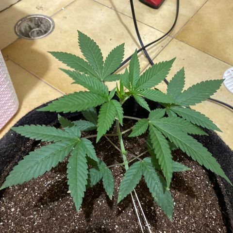 lockdown kush growlog timeline photo