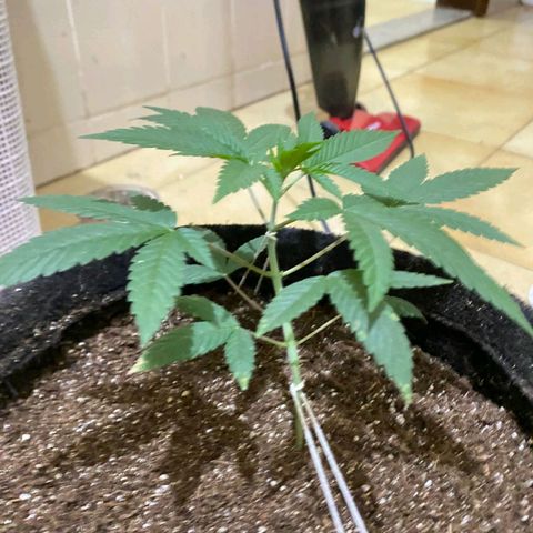 lockdown kush growlog timeline photo