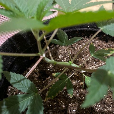lockdown kush growlog timeline photo