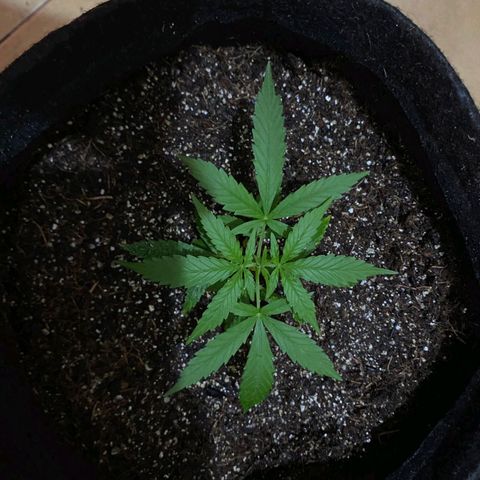 Hyperion F1 Hybrids growlog timeline photo