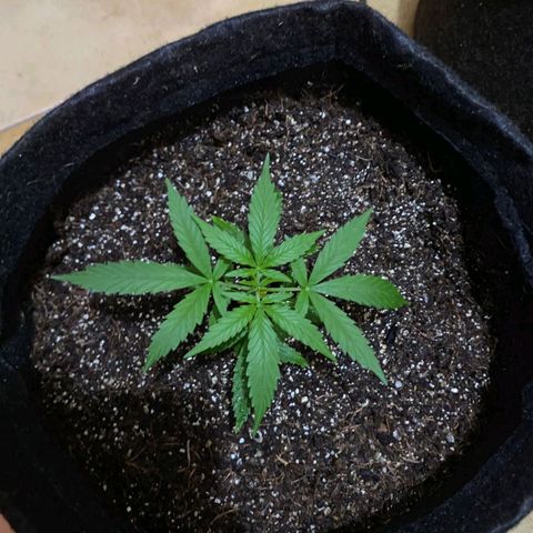 Hyperion F1 Hybrids growlog timeline photo