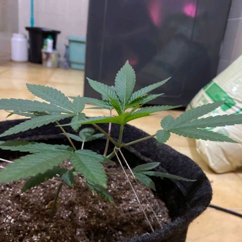 lockdown kush growlog timeline photo