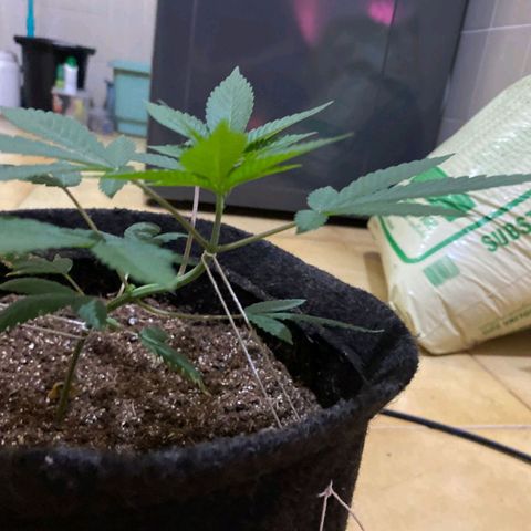 lockdown kush growlog timeline photo