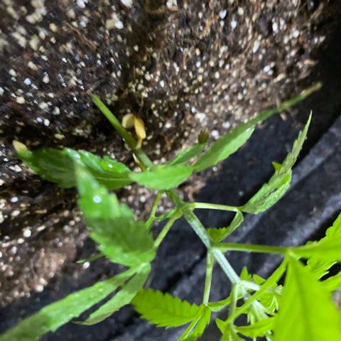 Hyperion F1 Hybrids growlog timeline photo