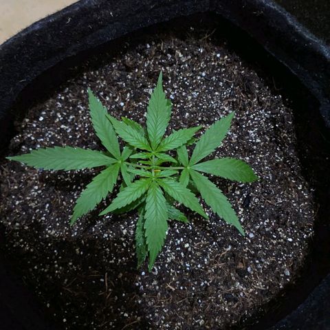 Hyperion F1 Hybrids growlog timeline photo