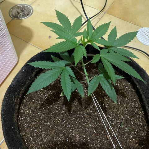 lockdown kush growlog timeline photo