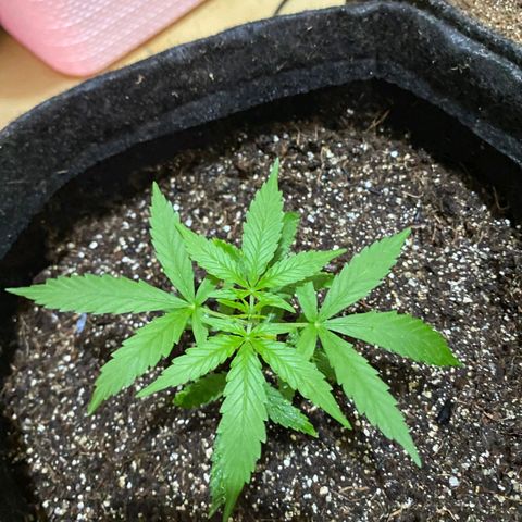 Hyperion F1 Hybrids growlog timeline photo