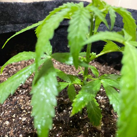 Hyperion F1 Hybrids growlog photo: pré flora?
