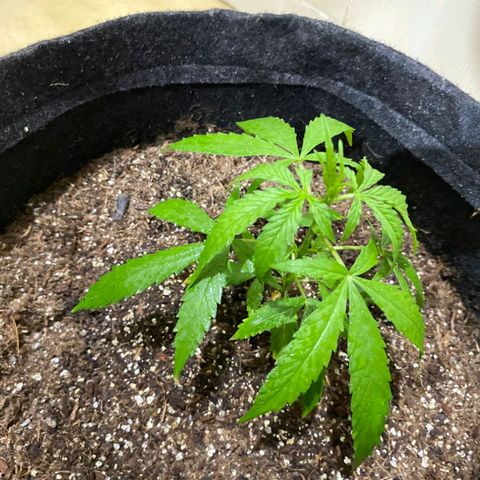 Hyperion F1 Hybrids growlog photo: pré flora?