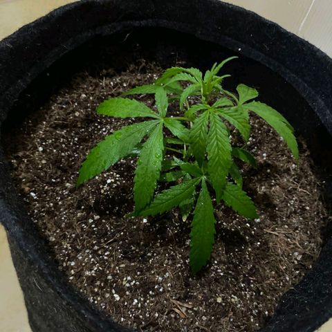 Hyperion F1 Hybrids growlog photo: pré flora?