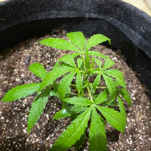 Hyperion F1 Hybrids growlog photo: pré flora?