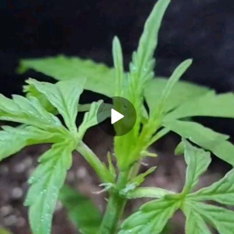 Hyperion F1 Hybrids growlog photo: pré flora?