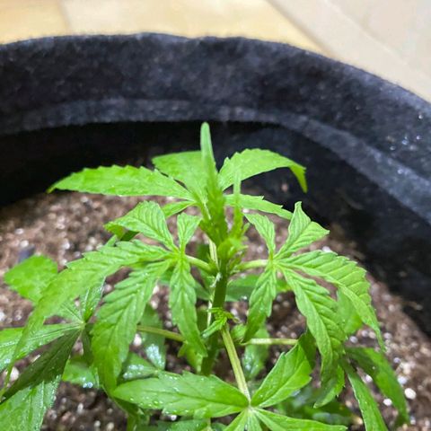 Hyperion F1 Hybrids growlog photo: pré flora?